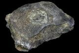 Fossil Whale Cervical Vertebra - South Carolina #85582-2